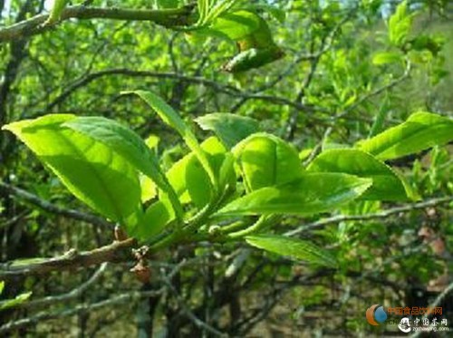 这5个因素决定一饼普洱茶的最后价格