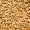 小麦长期采购