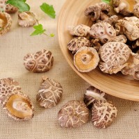 天和菌床白花菇新货特产肉厚蘑菇