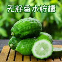 广东香水柠檬奶茶店专用一级果无籽新鲜现摘皮厚香气足