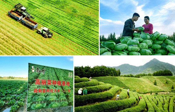 康师傅蔬菜基地